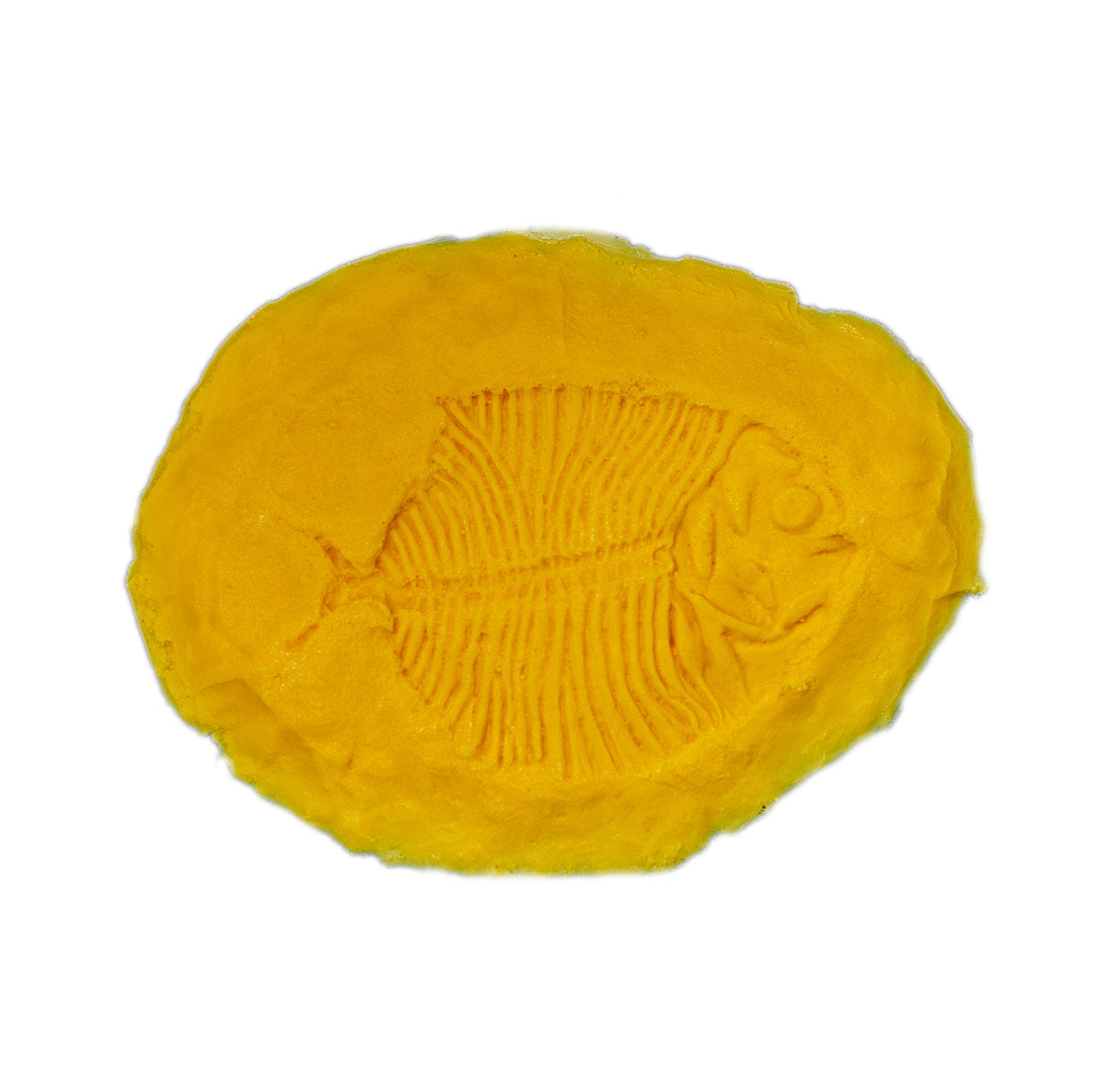 Fossil Stamp - Gryodus