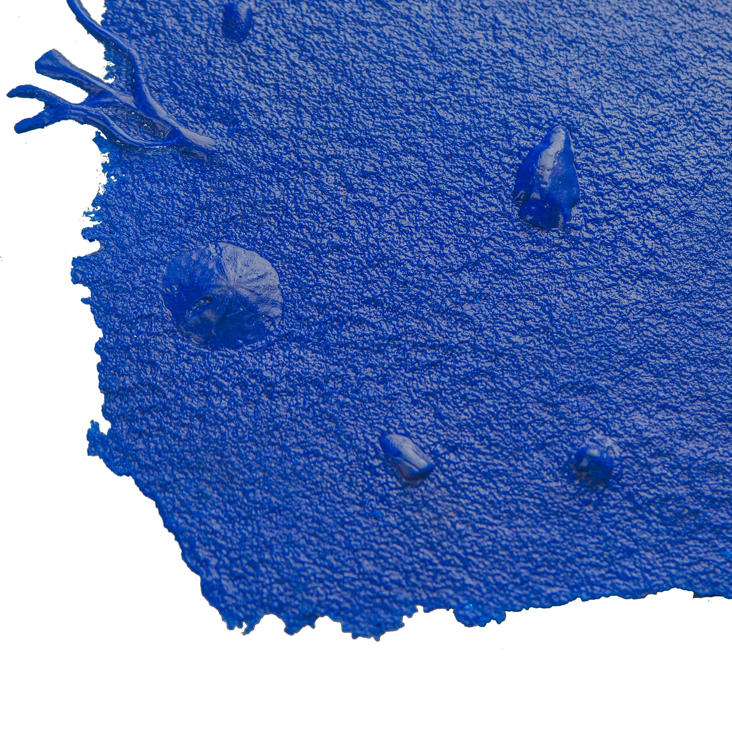 Gulf Coast Sea Shell Texture Skin