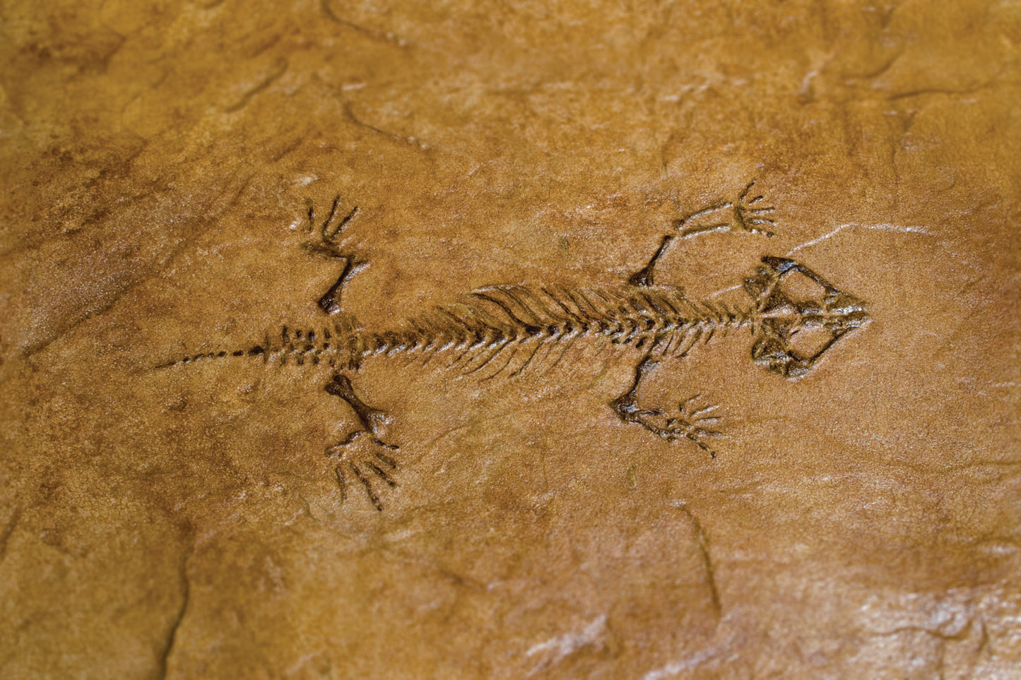 Fossil Stamp - Protocolphon