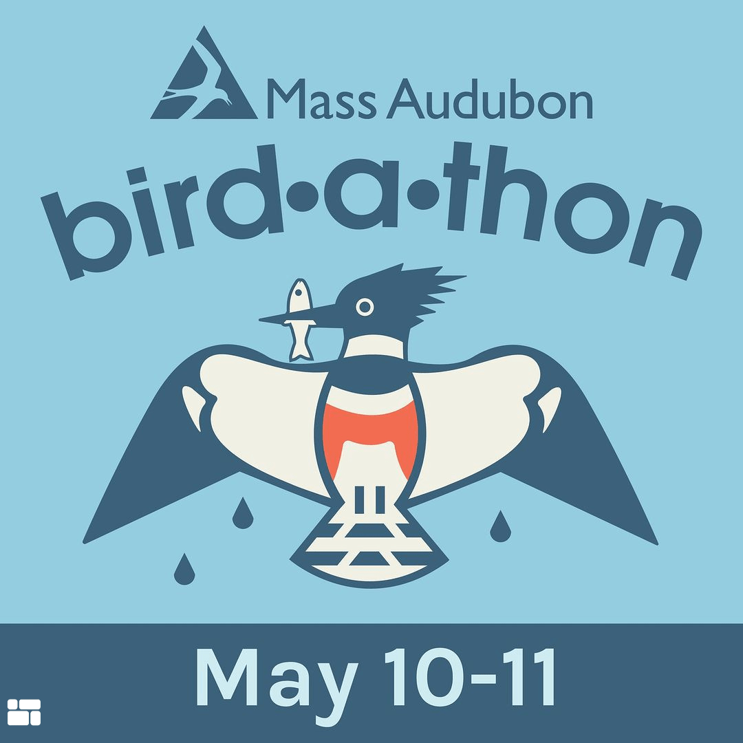 Mass Audubon Birdathon