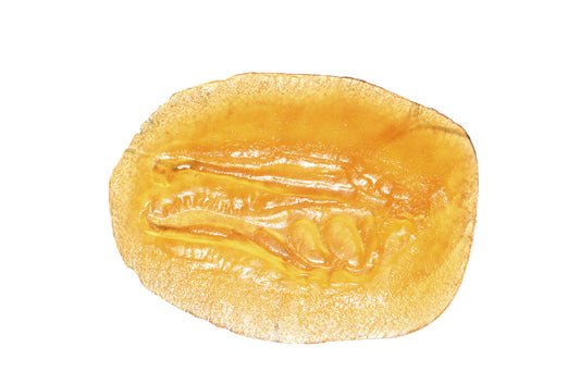 Fossil Stamp - Baryonix Head