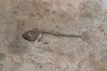 Fossil Stamp - Fish