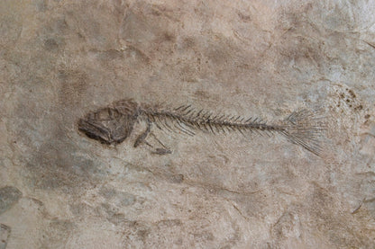 Fossil Stamp - Fish