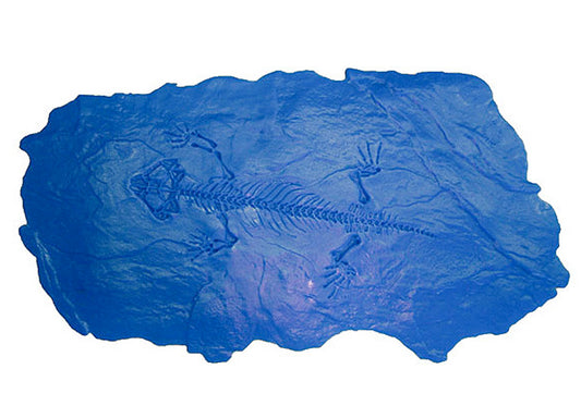 Fossil Stamp - Protocolphon